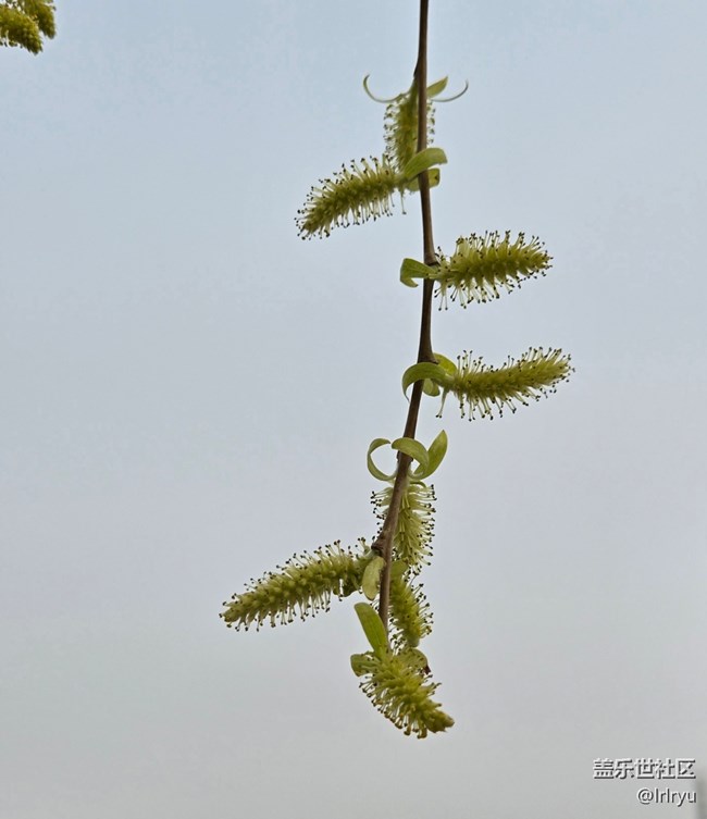 【折疊屏手機(jī)里的春天】春日點(diǎn)滴