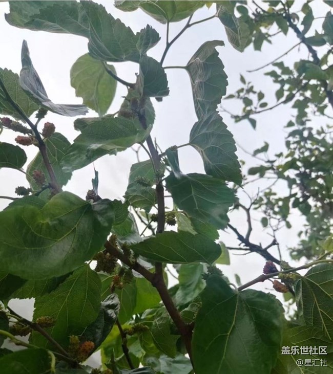 【春日限定】家鄉(xiāng)春景