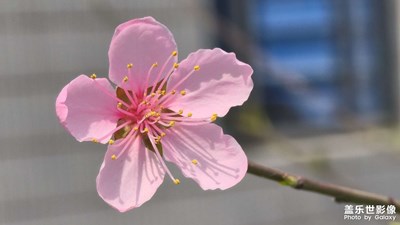 【春光里】+花田拾趣