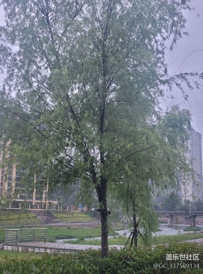 【春日限定】雨天公園