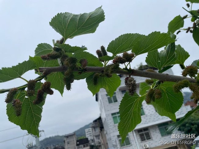 【春日限定】遛彎