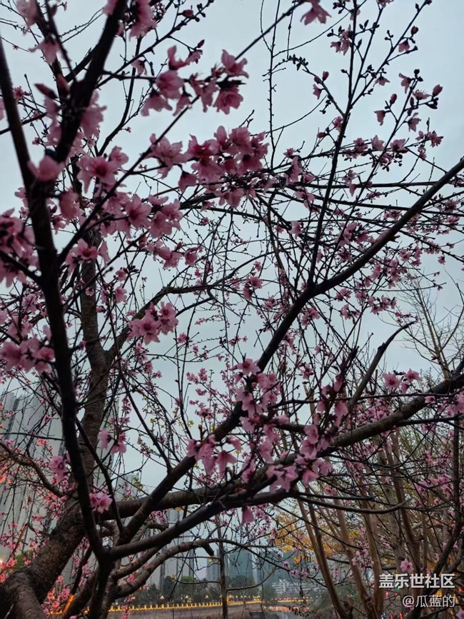 【春日限定】春日小徑