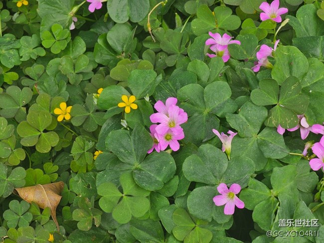 【折疊屏手機里的春天】春日漫步