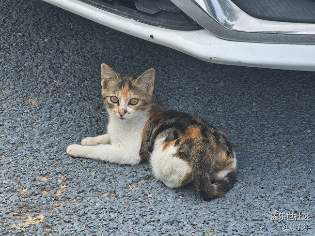 【折疊屏手機(jī)里的春天】春天散步