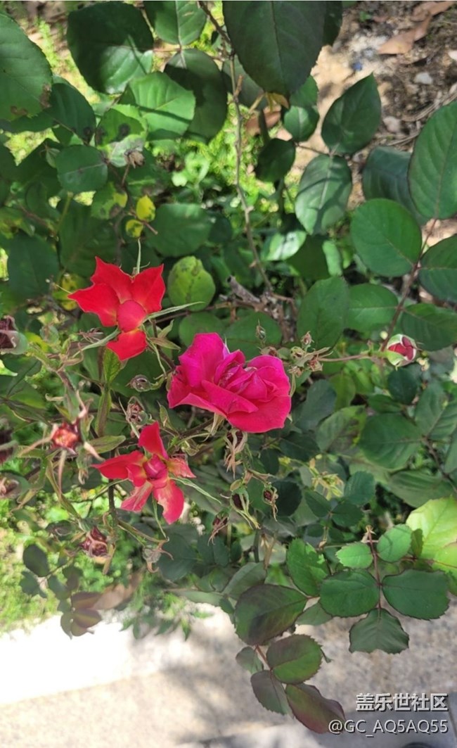 【折疊屏手機(jī)里的春天】玫瑰