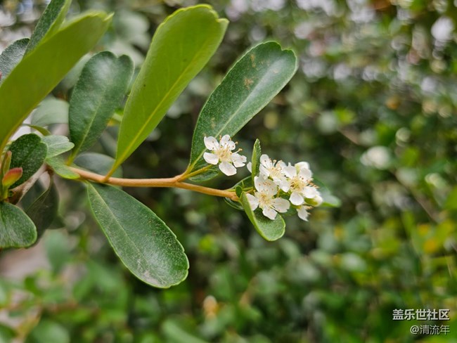 【春日限定】春日賞花