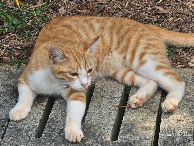 【折疊屏手機(jī)里的春天】春天散步