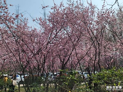 【春光里】春天來啦