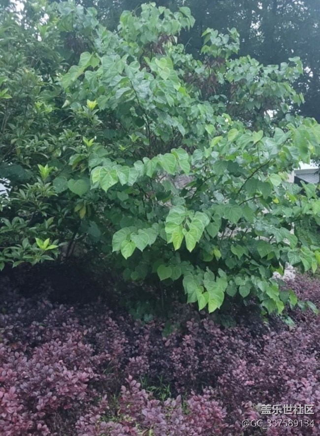 【春日限定】雨天公園