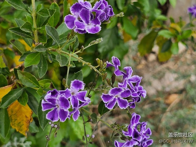 【折疊屏手機里的春天】假期