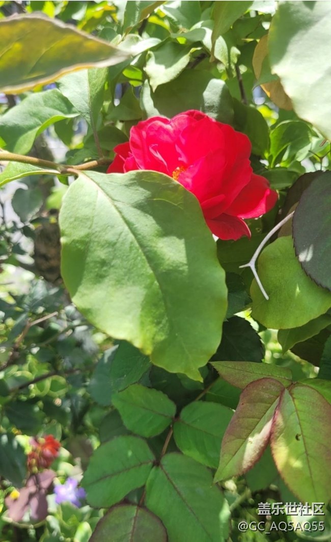 【折疊屏手機(jī)里的春天】玫瑰