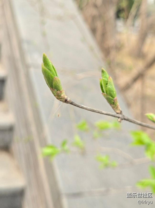 【折疊屏手機(jī)里的春天】春日點(diǎn)滴