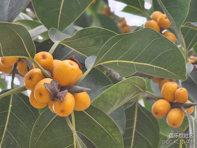 【折疊屏手機里的春天】春日漫步