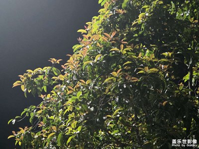 【春光里】夜色里