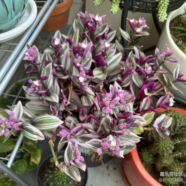 【春日限定】開花了