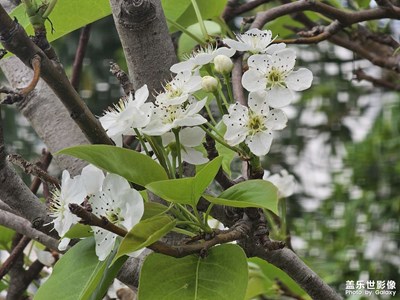 【春光里】生機(jī)