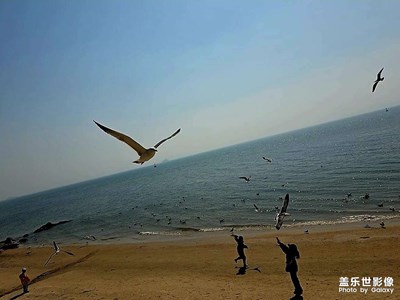 海風拂面，鷗聲起