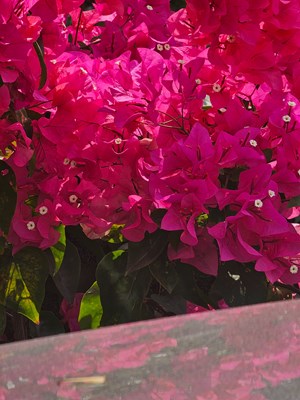 【春光里】春天的三角梅