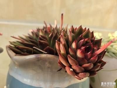 【春光里】生長