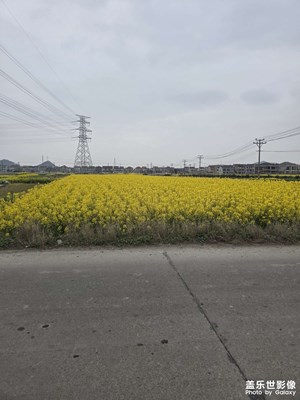 【春光里】油菜花的海洋