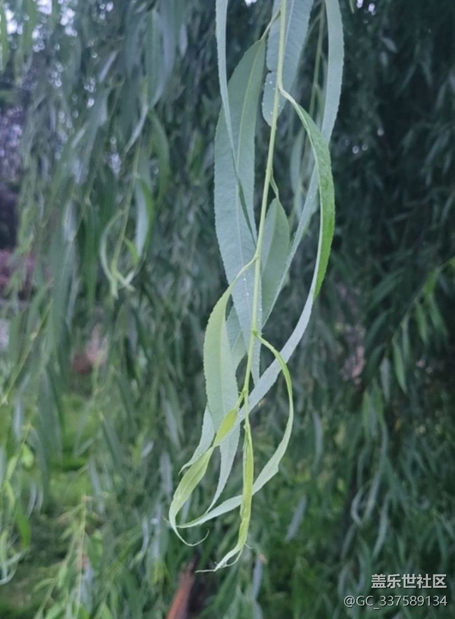 【春日限定】雨天公園