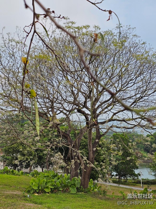 【折疊屏手機里的春天】假期