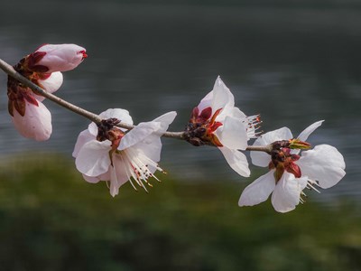 Galaxy S23 Ultra   河畔春曉