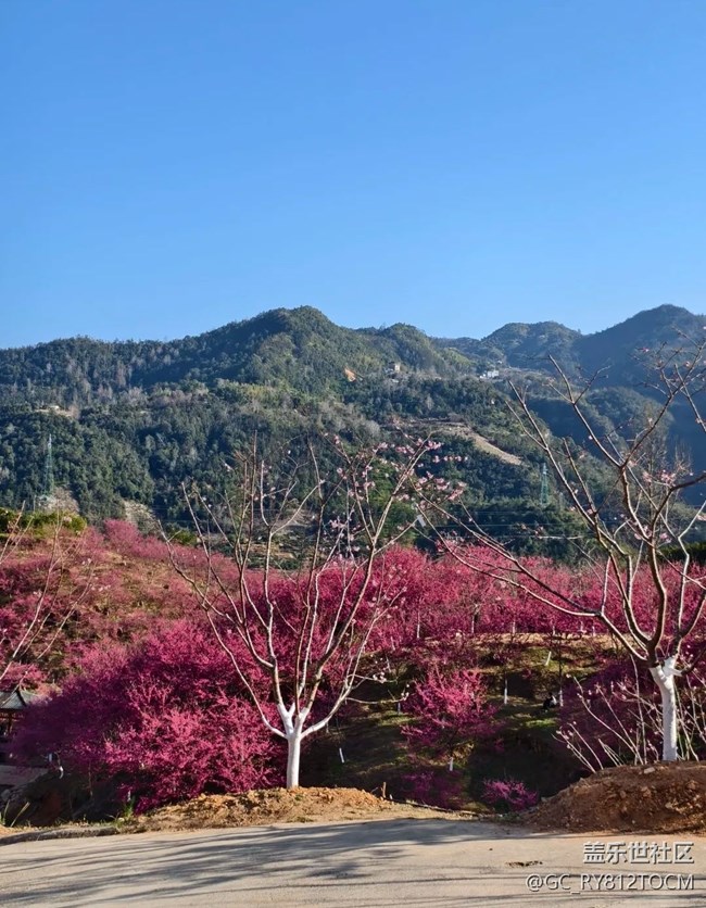 【途有春光】櫻花園