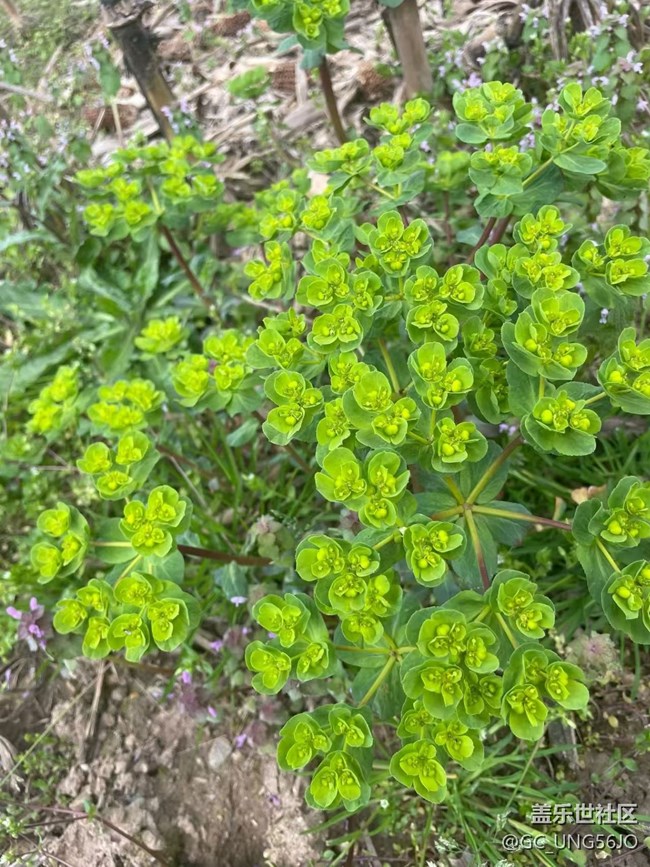 【途有春光】上山打野