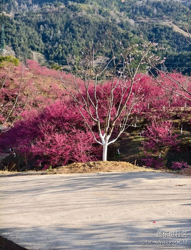 【途有春光】櫻花園