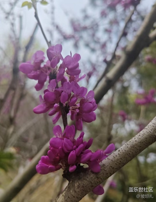 【途有春光】紫荊花開