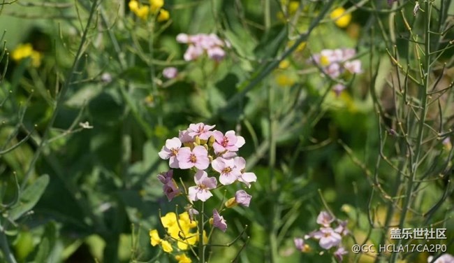 【途有春光】春色滿園