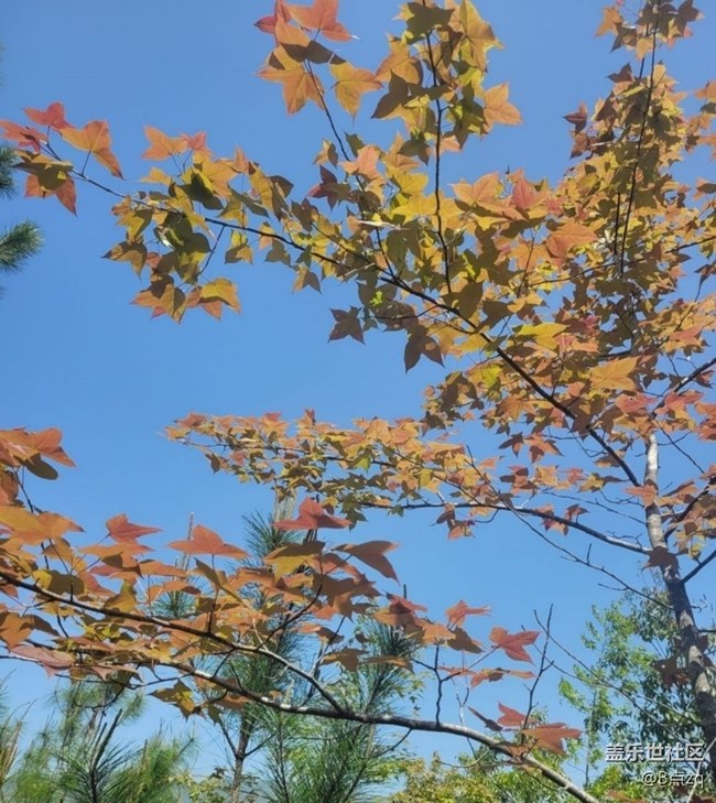 【途有春光】楓葉