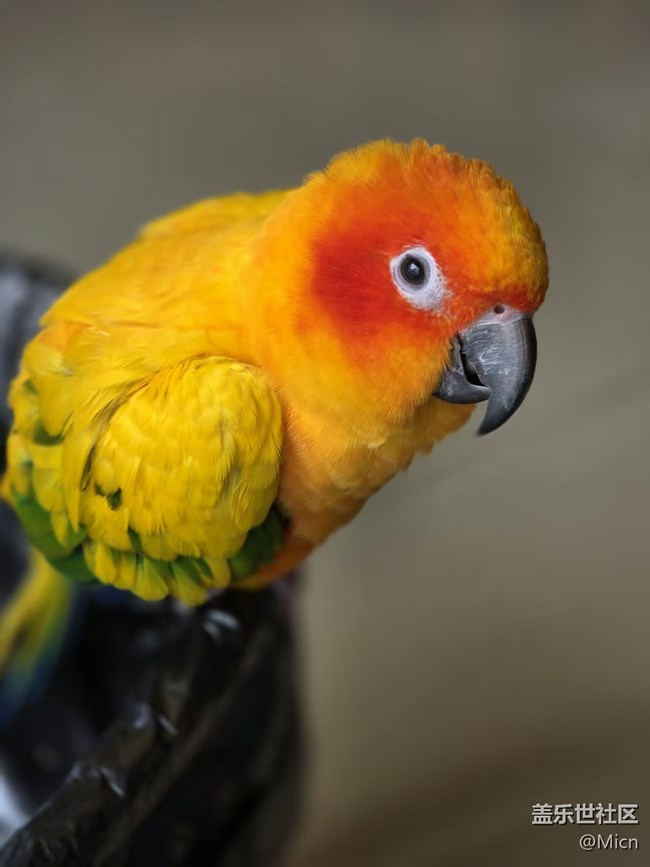 初九登場（剛到家跟一年后的樣子）