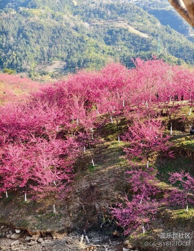 【途有春光】櫻花園