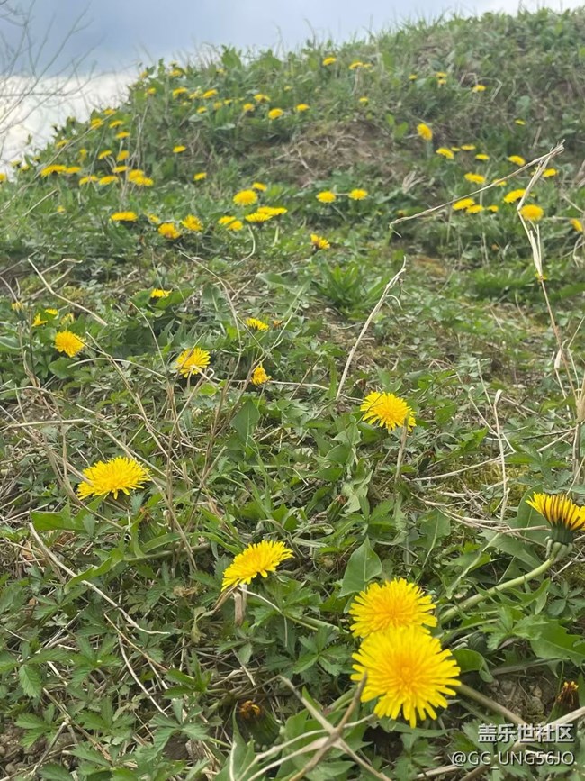【途有春光】上山打野