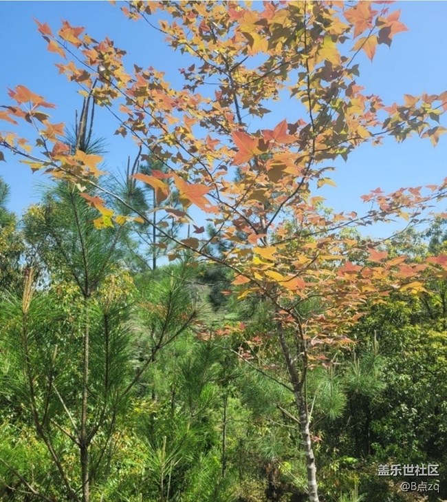 【途有春光】楓葉