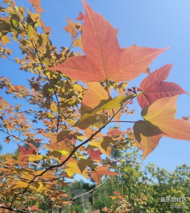 【途有春光】楓葉