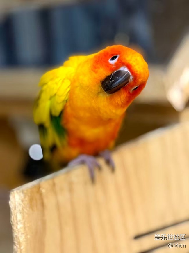 初九登場（剛到家跟一年后的樣子）