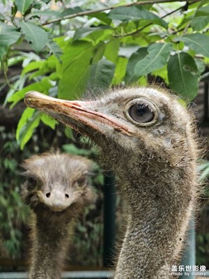 S23 Ultra｜動物園里有什么