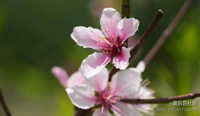 【途有春光】春色滿園