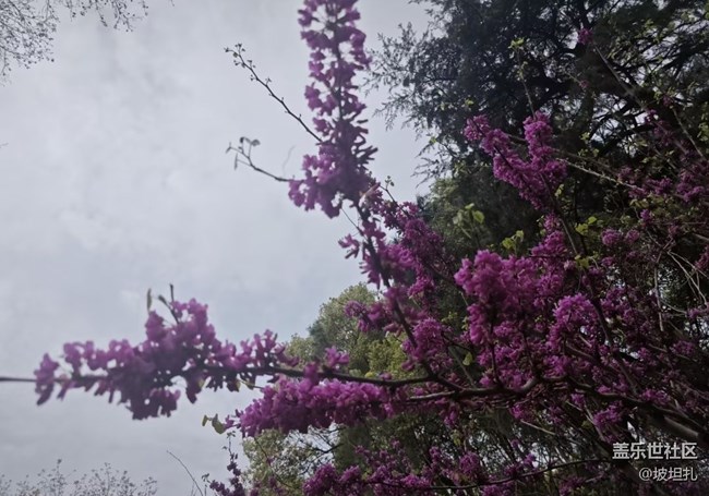 【途有春光】紫荊花開