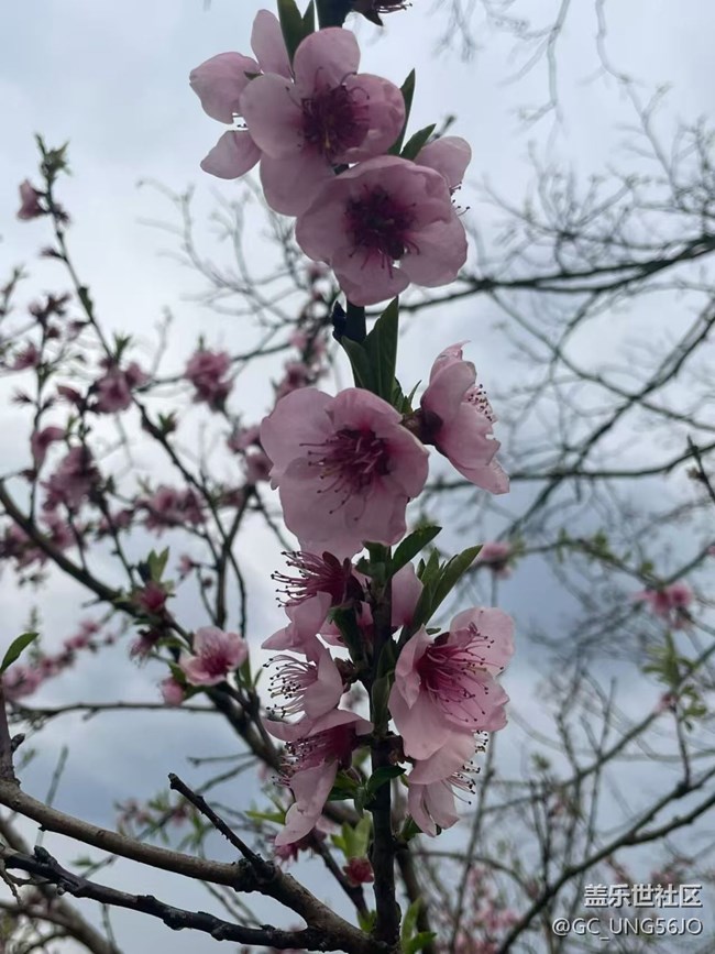 【途有春光】上山打野