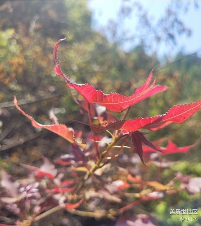 【途有春光】楓葉