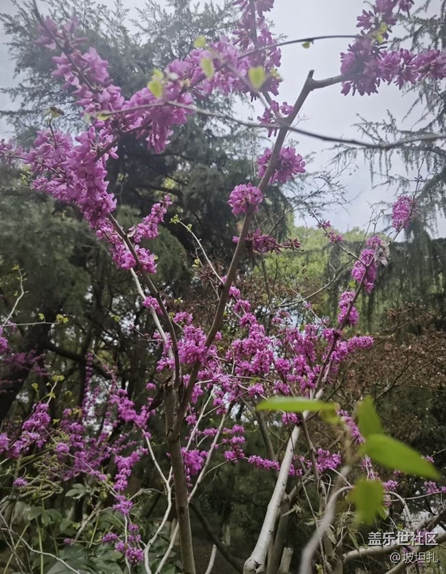 【途有春光】紫荊花開