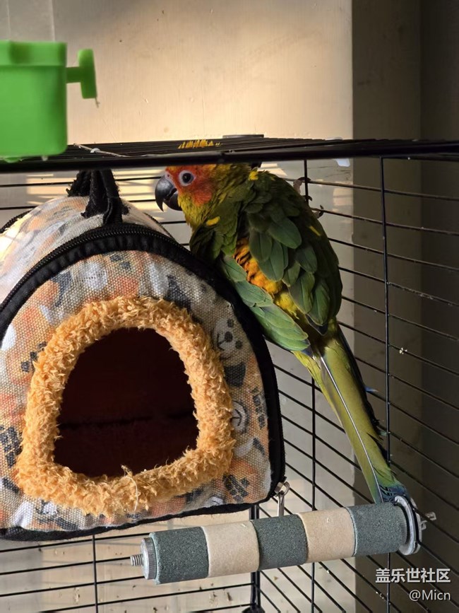 初九登場（剛到家跟一年后的樣子）