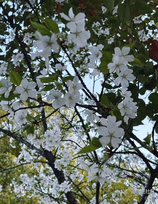 【途有春光】鳥語花香