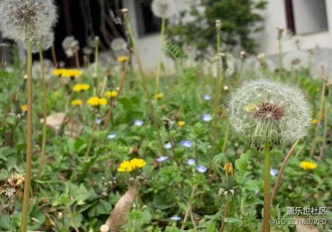 【途有春光】戶外賞花