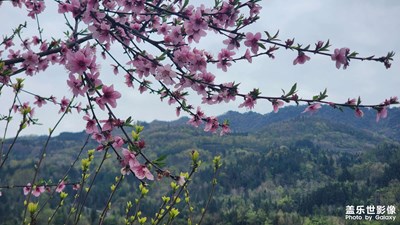 【鏡藏萬象】+彭州寶石村看桃花油菜花