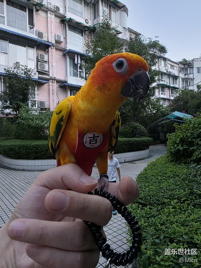 初九登場（剛到家跟一年后的樣子）